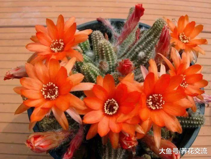 很多人将白檀仙人掌误以为是鼠尾仙人掌, 开花特别好看