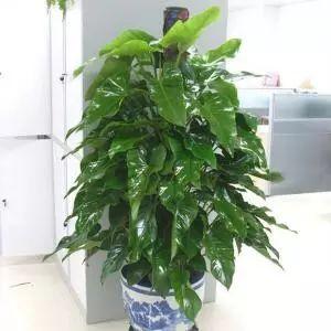 将这两种植物放在一起养护, 居然能碰撞出这么多不一样的火花!