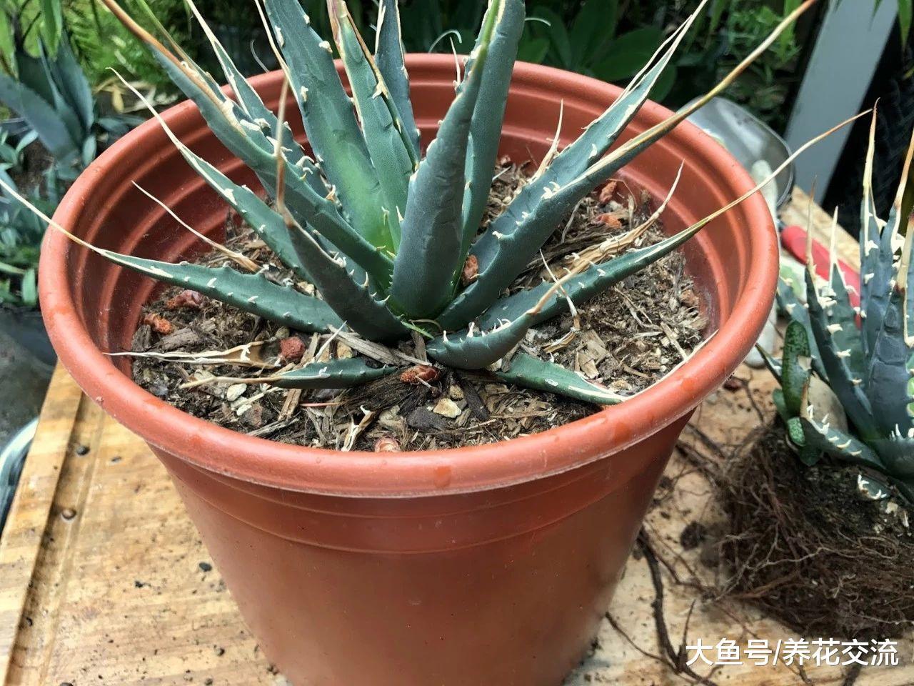 龙舌兰这些品种可以养在窗台上, 一两个月不给水也能长很好