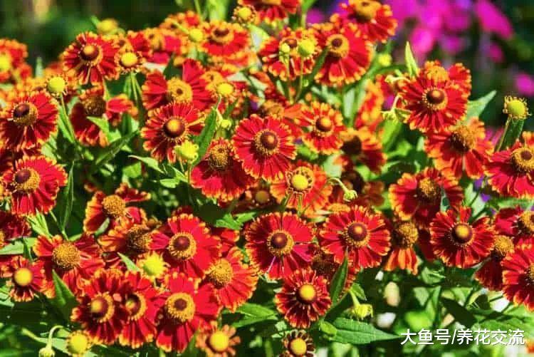 11种适合种后院里的多年生观赏植物, 养护得当能够常年开花