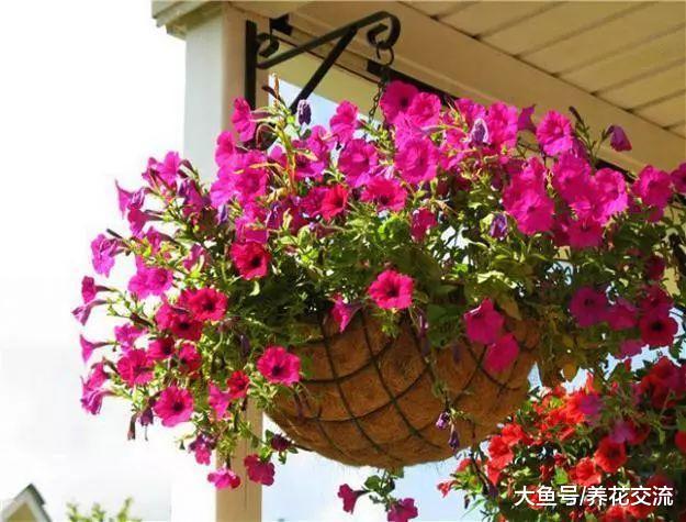 夏秋季节就能旺盛开花的矮牵牛, 为啥还有人将它养死