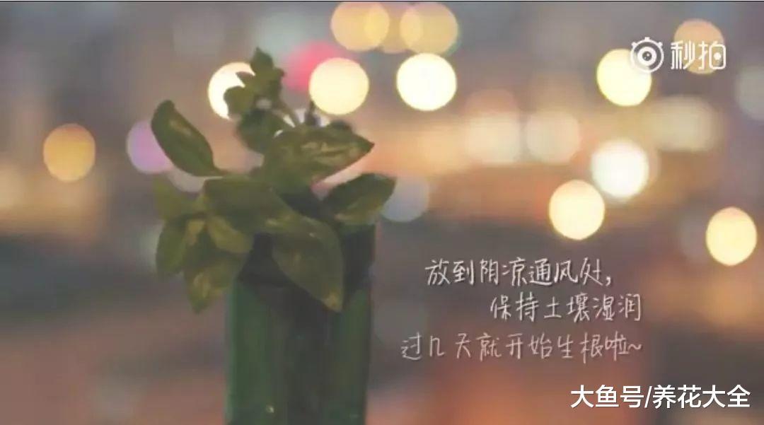 简单几步, 教你自己动手做花盆, 而且不比买的差!