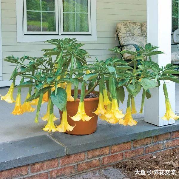 曼陀罗花为什么不太适合养在有宠物或小孩的家庭?