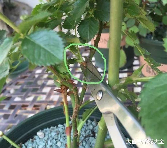 月季栀子咔嚓来1刀, 花苞蹭蹭冒, 爆盆啦