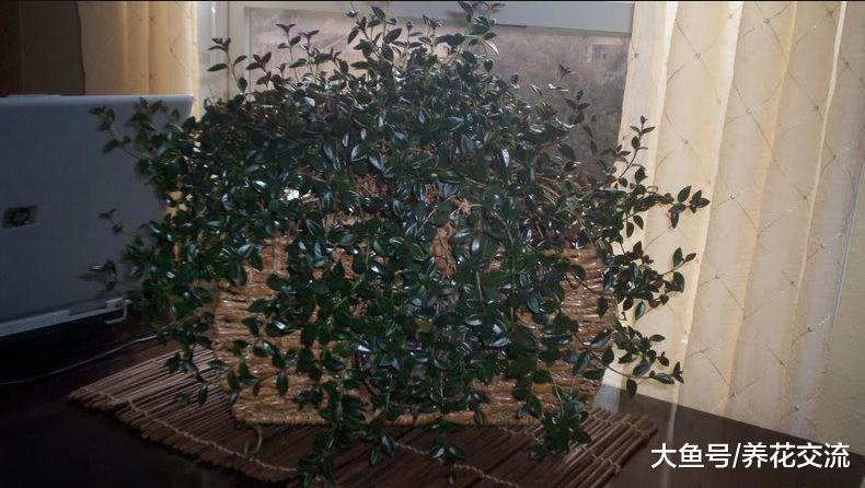 一盆金鱼吊兰如何养成十多盆? 两个月就能长成一个阳台的盆栽