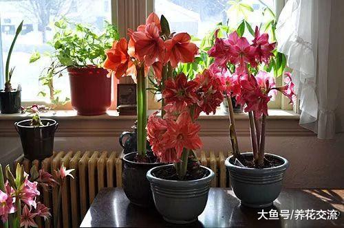 朋友养在窗台上朱顶红每年都能开花, 他偷偷告诉我这几点