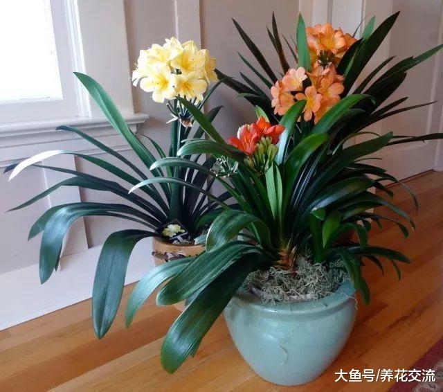 用这些方法养护君子兰就特别容易开花了, 不需要太多的照顾