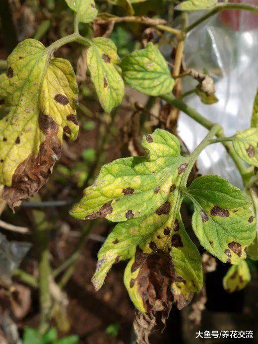 诱发番茄黄叶病的15种原因, 养好之后就能经常结果