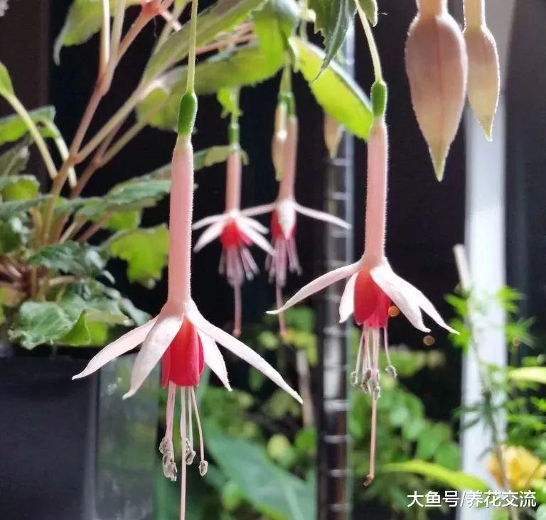 我在窗台边养的倒挂金钟, 基本可以保持四季开花