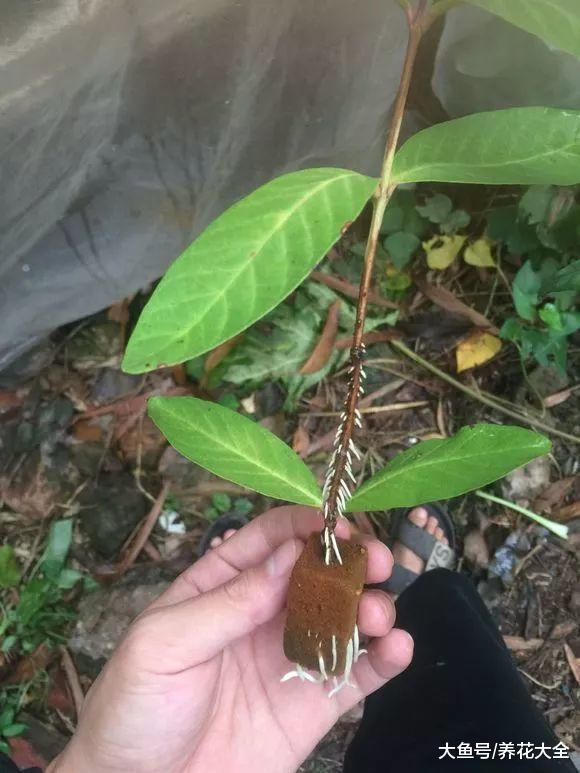 扦插不生根? 那就加点这个, 没想到根芽一起出来了!