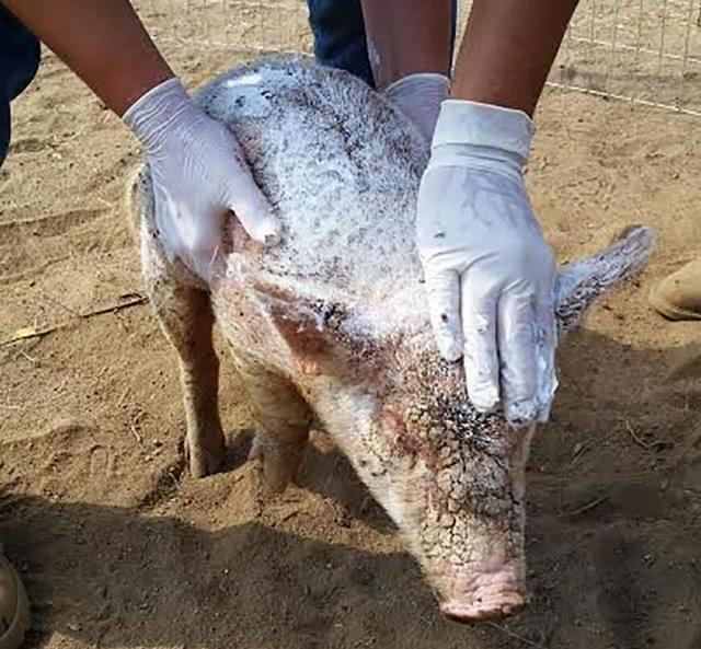 主人抛弃患病小猪, 只因小猪患了这种怪病, 治好后肠子悔青