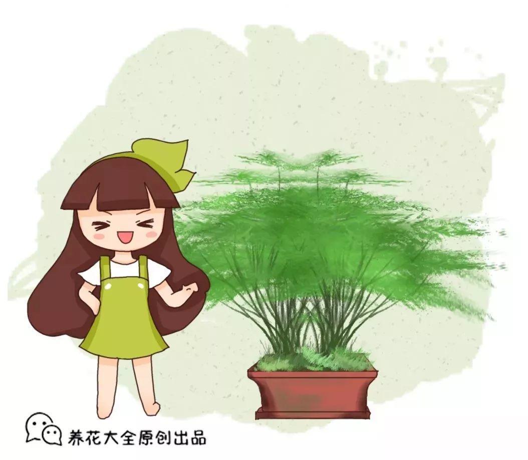 冬天养文竹, 犯了这7大忌, 叶子从头黄到尾!