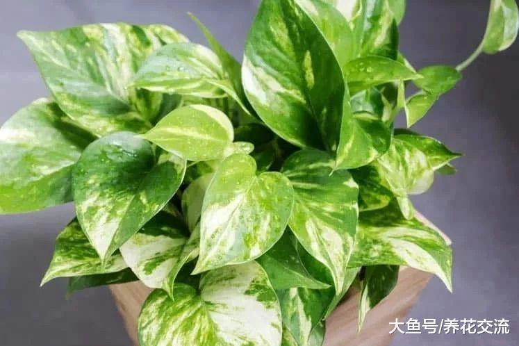 6种令人惊叹的室内净化空气植物, 养在家里可去除各种有害气体
