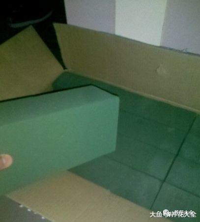 扦插不成活? 那就用块花泥, 方法简单生根快!
