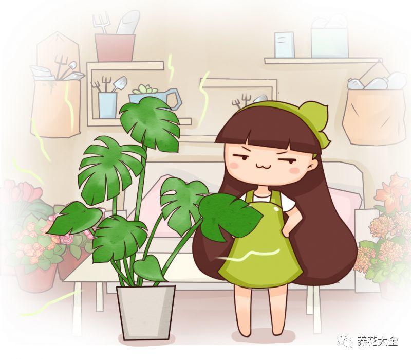 这10种吸烟花, 专治二手烟, 越养越茂盛!