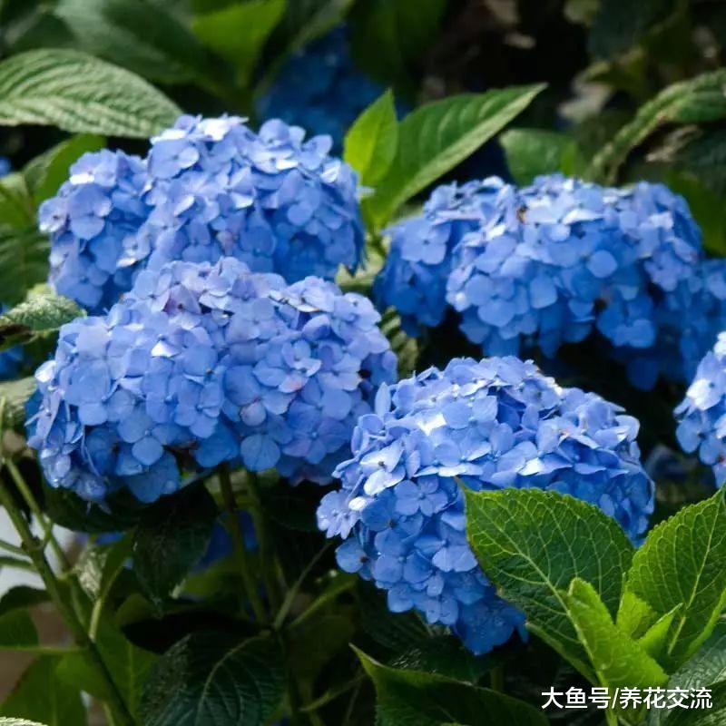为什么自己养的绣球花不能开花, 看看你有没做对这几点