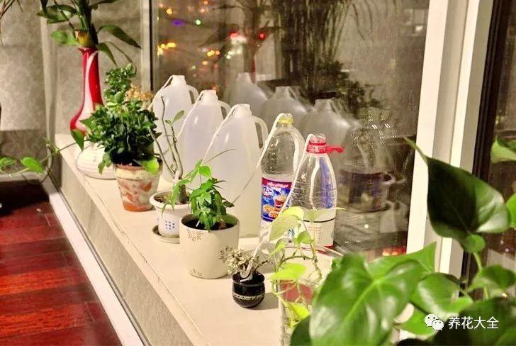 外出1个月, 有了这根旧鞋带, 家里的花照样长爆盆!