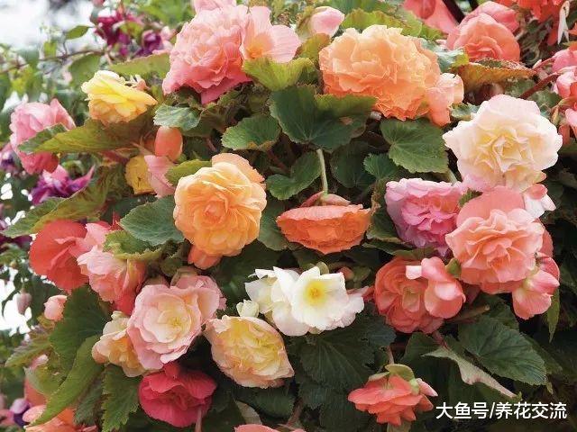 用这7种方法在室内养护秋海棠盆栽, 四季都可以保持开花