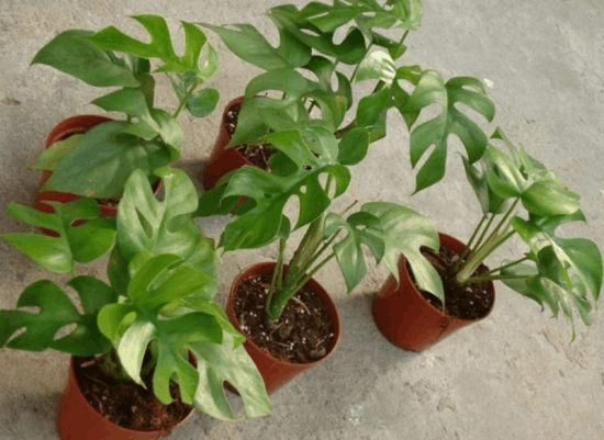 房间“角落”想养花, 选这“3种”, 没阳光照样绿油油!