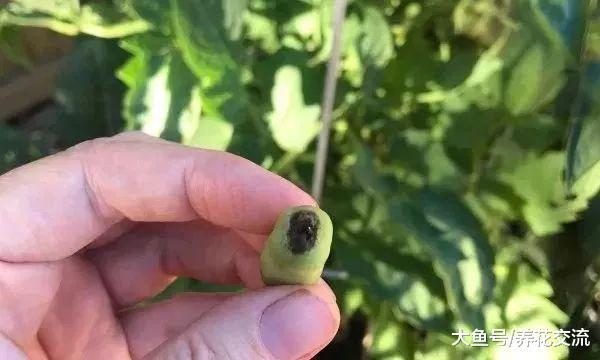 为什么西红柿的花朵、果实很容易枯萎腐烂?