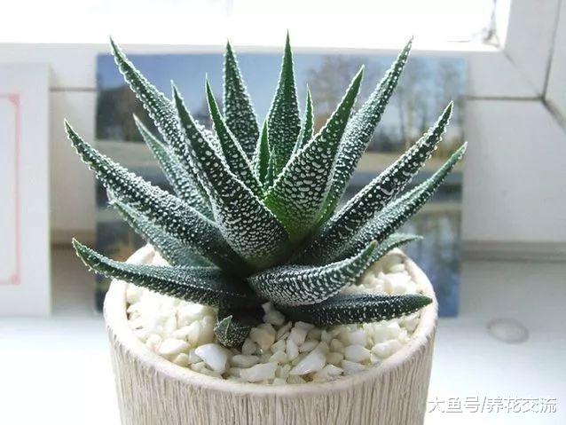 四种适合养在家里的盆栽多肉植物, 能够适应低光照的环境