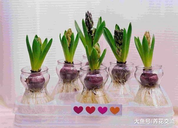 用玻璃瓶养护水培风信子两三周开花, 掌握简单几个技巧就行了