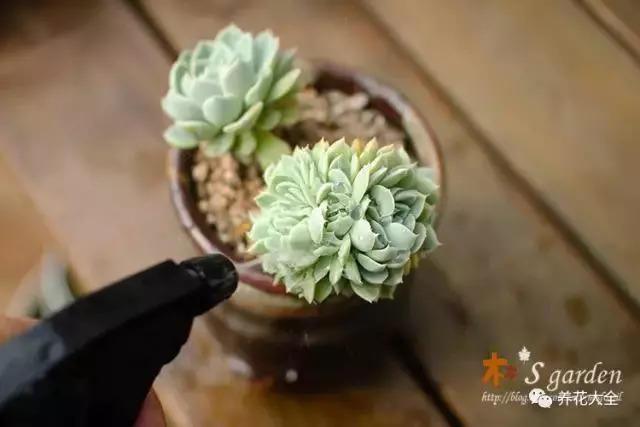 多肉招虫赶紧杀 , 再不管, 3天就死翘翘了!