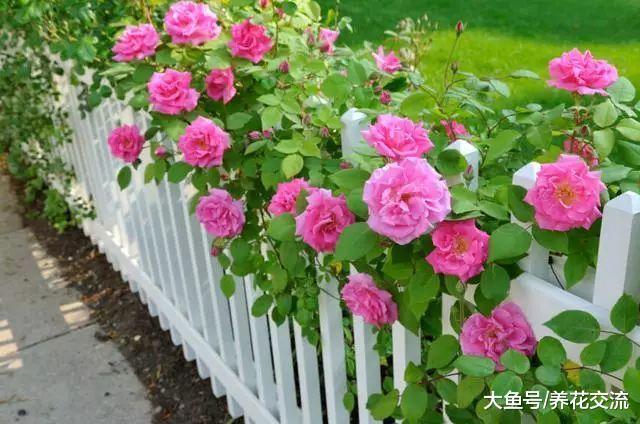 院子里的栅栏、围墙边你会种上哪些花卉? 看别人家的院子