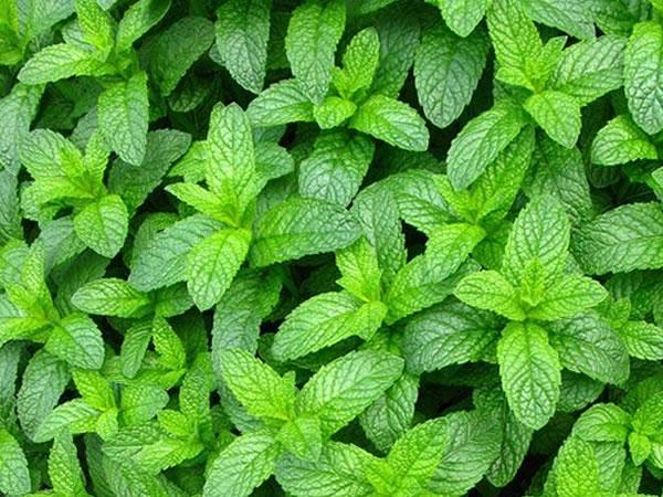 居然有人不知道, 室内放上这7款植物, 1个夏天蚊子都躲得远远的