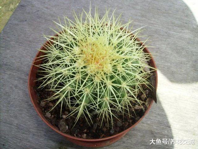 四种适合养在家里的盆栽多肉植物, 能够适应低光照的环境