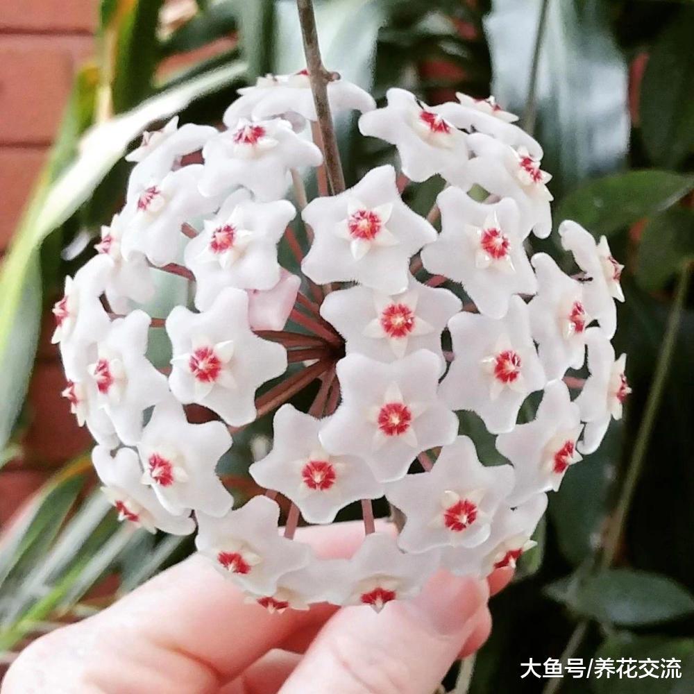 为什么你的球兰长满整个阳台都不开花, 可能就是这几点没做好