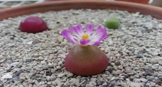 看一眼绝对忘不掉的多肉, 养一盆就跟养了一座富士山一样!