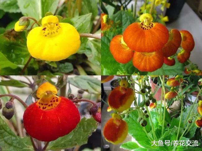 花朵长得像女士荷包一般的华丽植物, 看到就想养几盆