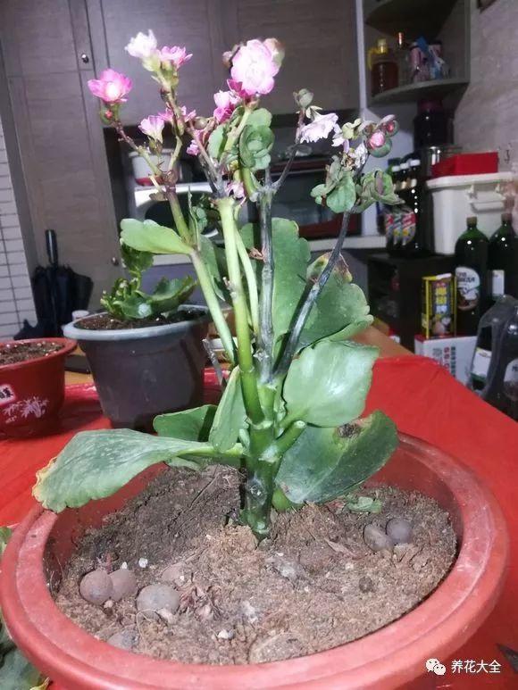 你家的长寿又黑腐? 剪掉后涂点这个, 夏天也能开花不断!