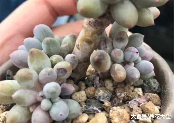 多肉黑腐还化水, 1招就能起死回生, 爆到夏天不用愁!