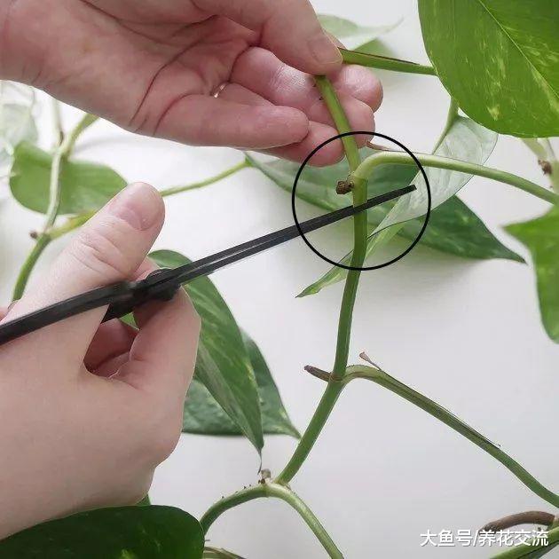 繁殖绿萝最简单的方法, 家里没有花盆和土壤也能轻松培育