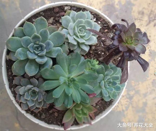 手把手教你多肉换盆, 只要学会了, 叶子变得肉嘟嘟!