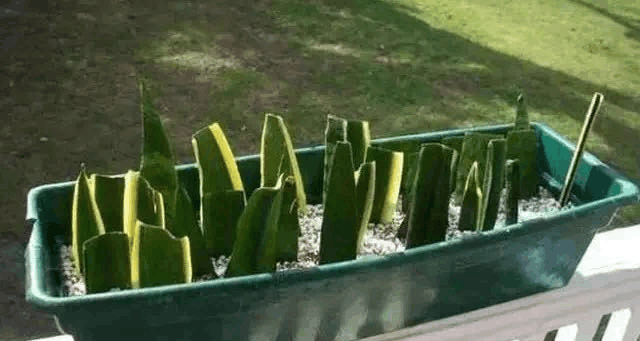 秋天养虎皮兰, 浇水时候兑上点“它”, 侧芽长不停!