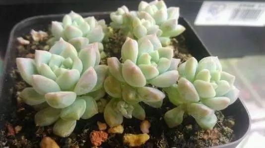不要以为只有花卉带香味, 这些自带香味的多肉你们都知道吗?