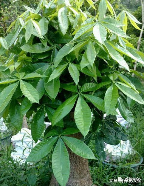 栀子花这样来浇水, 不仅叶子长得好, 花也能开不停!