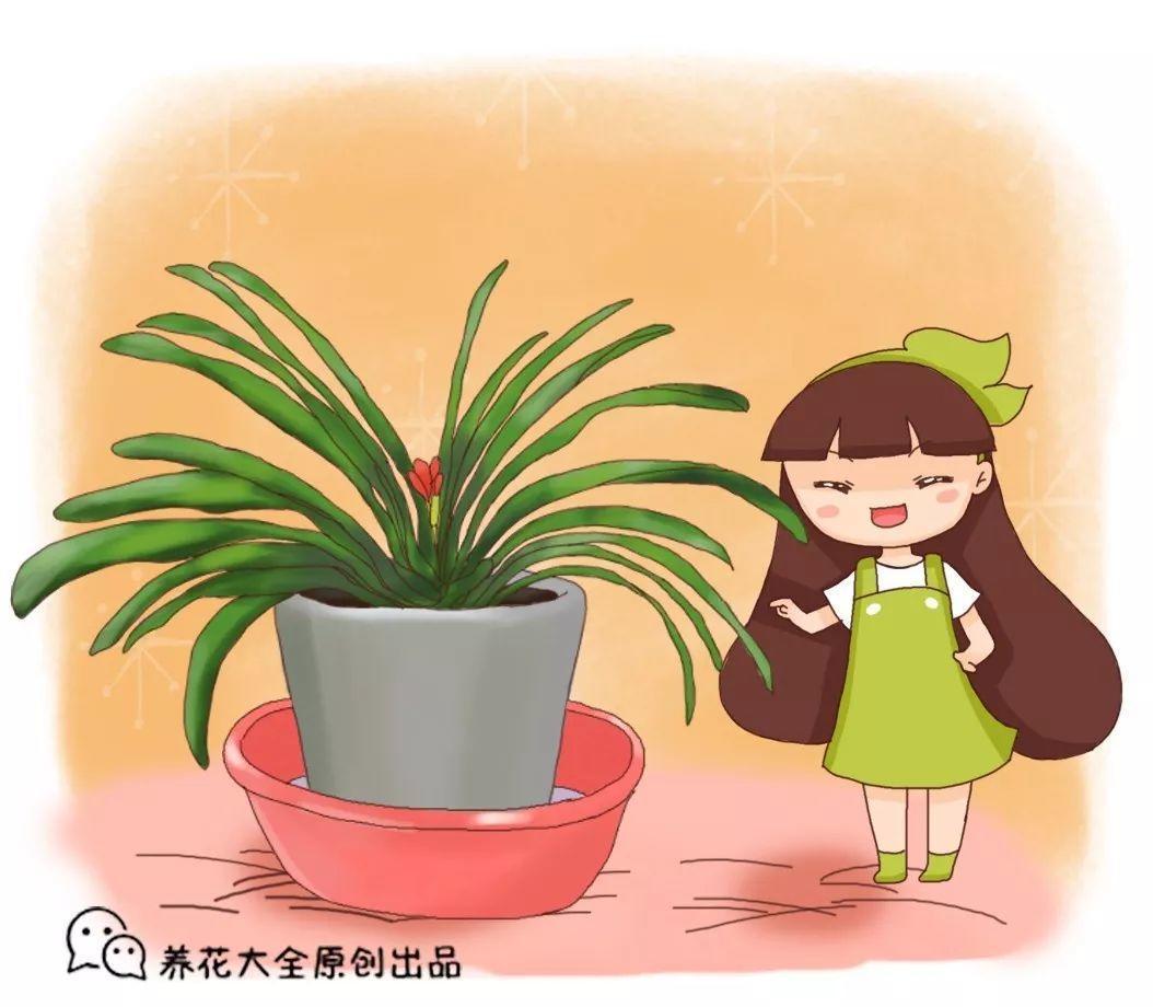 秋天不做这件事, 君子兰乱长又夹箭, 越变越难看!