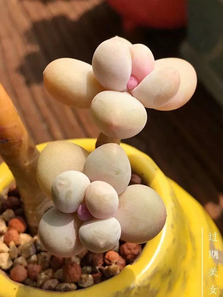 这10种多肉, 各个颜值爆表, 全都想搬回家!