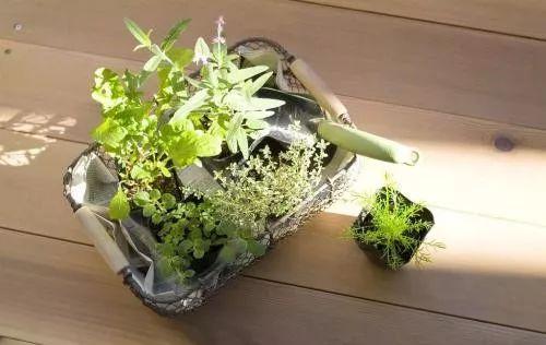植物在不同时期也需要不同的养殖方法, 做对了, 爆盆是迟早的!