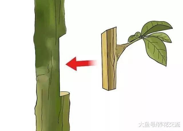 植物花卉嫁接需要用到的几个技巧, 新手也能轻松学会