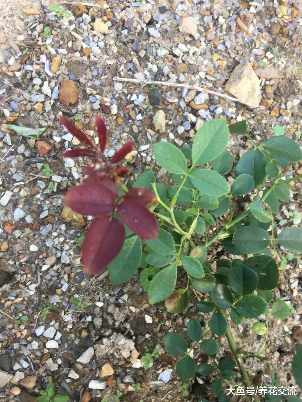 月季花的叶子快要被虫子吃光了, 你会用什么方法处理?