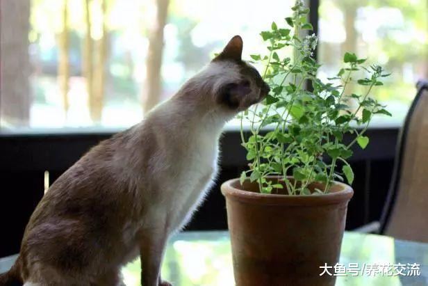这几个方法都可以防止家里的猫践踏盆栽植物, 你更喜欢哪种