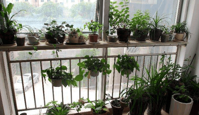 今日立冬, 家里的花再不转移, 叶子全都黄蔫蔫!