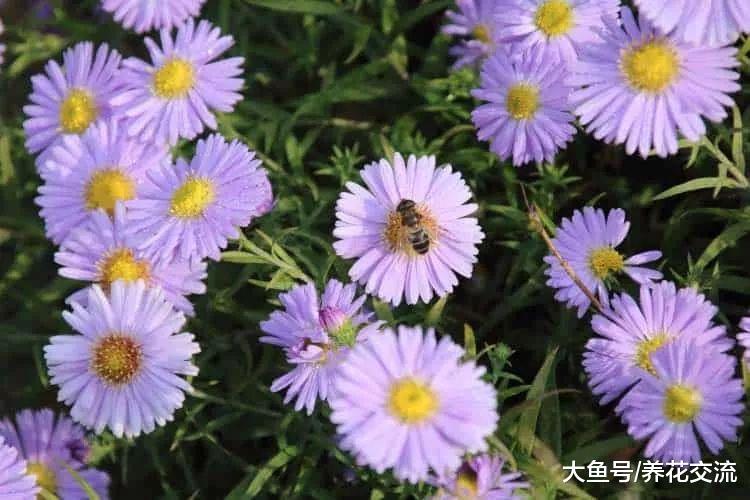 11种适合种后院里的多年生观赏植物, 养护得当能够常年开花