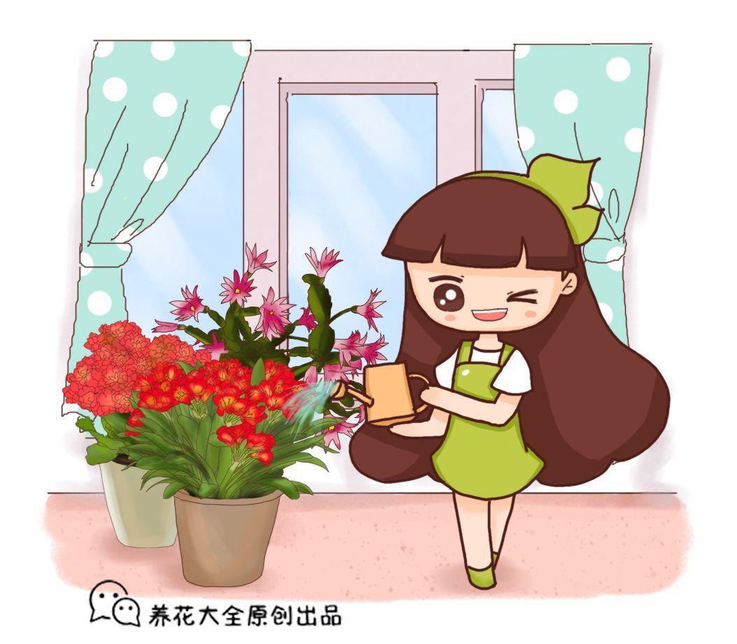 长寿蟹爪兰这么浇水, 叶子胖成球, 开花100朵!