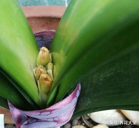 三角梅不开花? 给它戴个小黑帽, 花芽不断往外冒!